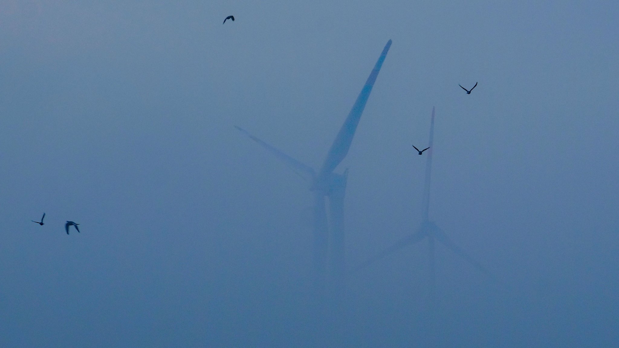 #Faktenfuchs: Sterben Vögel durch Windräder?