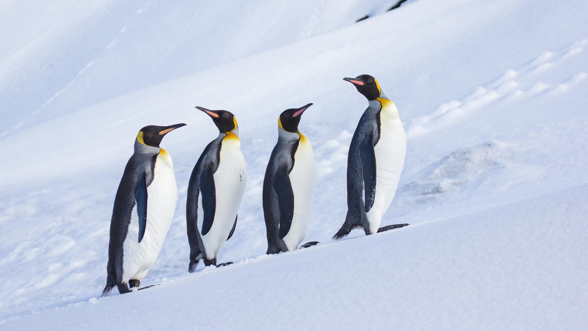 Sind von Zöllen betroffen: Pinguine auf Heard Island