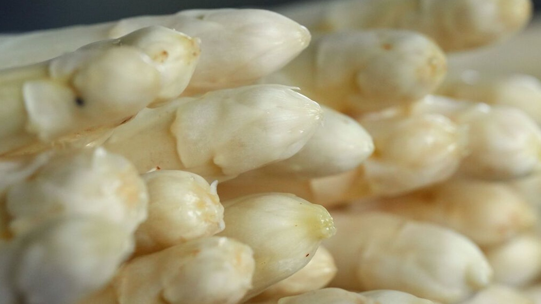 Weißer Spargel liegt im Bündel. Zu sehen sind nur die Köpfe.